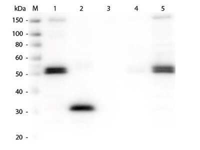 Western Blot: Rabbit anti-Rat IgG Fc Secondary Antibody [NBP2-60687]